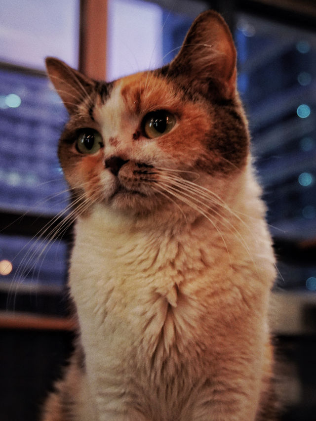 旺角新開貓貓餐廳之meowtini  cat  cafe  &  bar