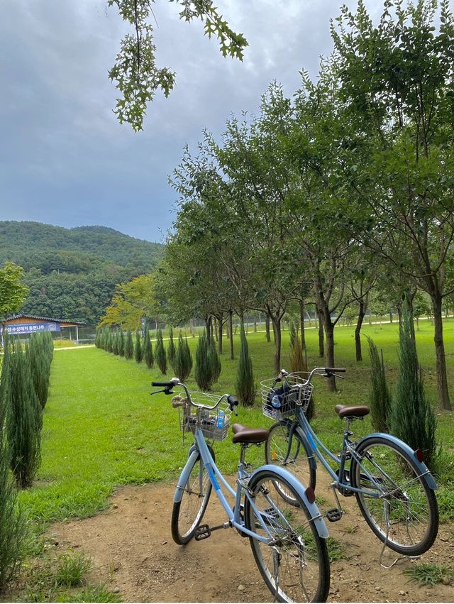 남이섬 자전거타며 힐링코스로 최고🍃