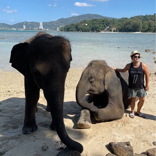 Elephant Swims @Lucky Beach, Tri Trang