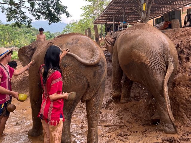 하룻동안 코끼리의 친구가 될 수 있는 치앙마이 Kerchor elephant eco park