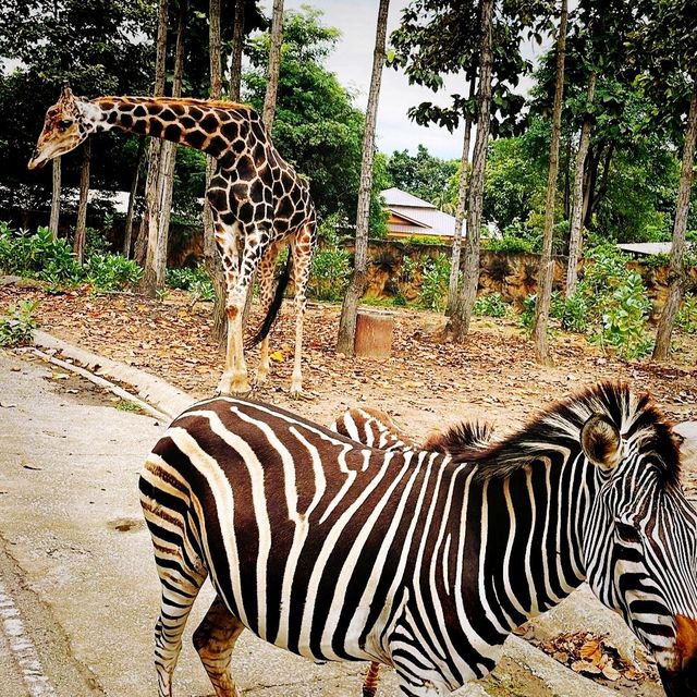 Chiang Mai Night Safari in Thailand 