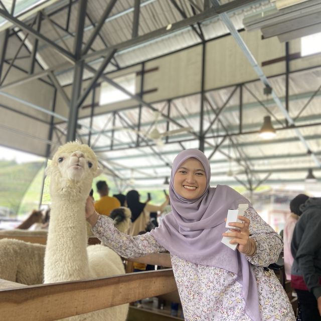 A Charming Encounter at Cameron Highland