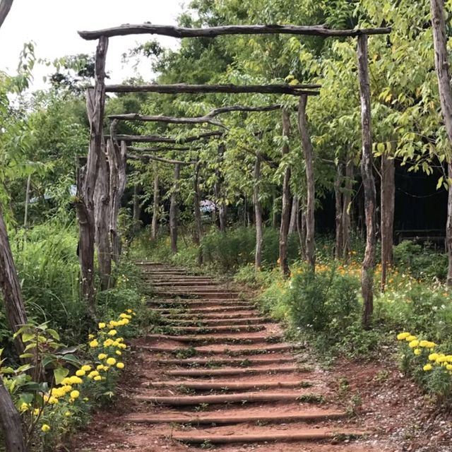 ชมวิวธรรมชาติที่ภูป่าเปาะ | เลย