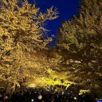 【昭和記念公園】イチョウを照らす絶景ライトアップ