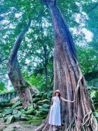 【絶景】まるでラピュタの世界！神秘的で美しいベンメリア遺跡🇰🇭