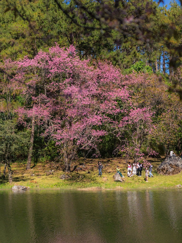 ดอยอินทนนท์ 🌿 มุมถ่ายรูปตรงนี้ก็สวยนะ 