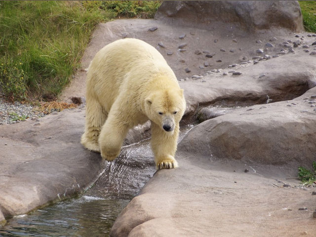 Sapporo City Maruyama Zoo