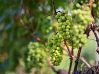 ‘ Monsoon Valley Harvest Festival 2024 ‘ 🍇🍃🧺 