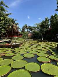 Phuket Viral Cafe you shouldn't miss 🪷