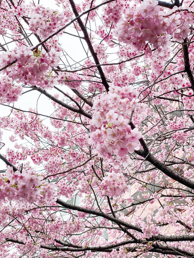 【東京】蔵前神社の早咲き桜とミモザの絶景コラボ