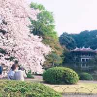 1000本の桜が咲き誇る🌸新宿のオアシス『新宿御苑』