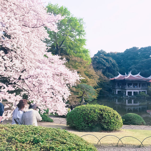 1000本の桜が咲き誇る🌸新宿のオアシス『新宿御苑』