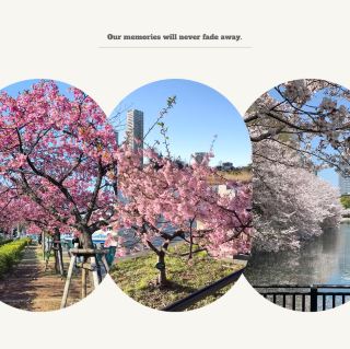 【2024】Yoshida Park: Sea of Cherry Blossoms - Magnificent View