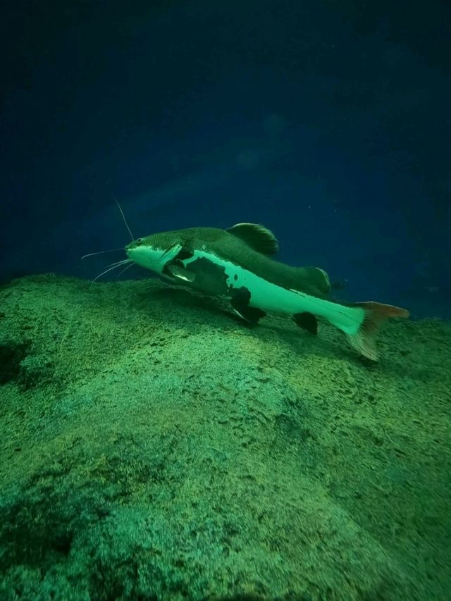 วัหยุดเที่ยว Under Water World Pattaya กันเถอะ