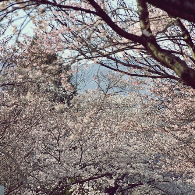 🌸 비밀의 벚꽃 길, 오라골프장입구에서의 봄날 산책
