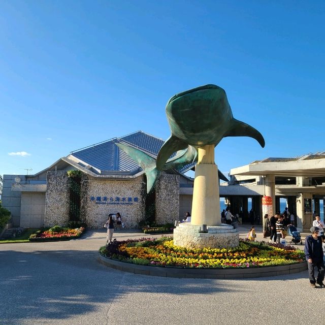 ジンベイザメを間近で見れる水族館⭐美ら海水族館⭐