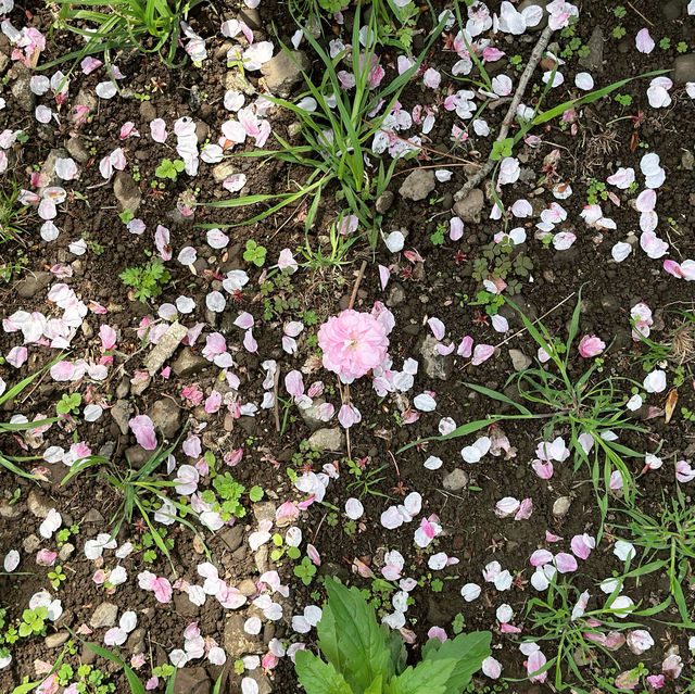 🌸🌸🌸 꽃길을 걸으세요 ‘용한로 소공원’