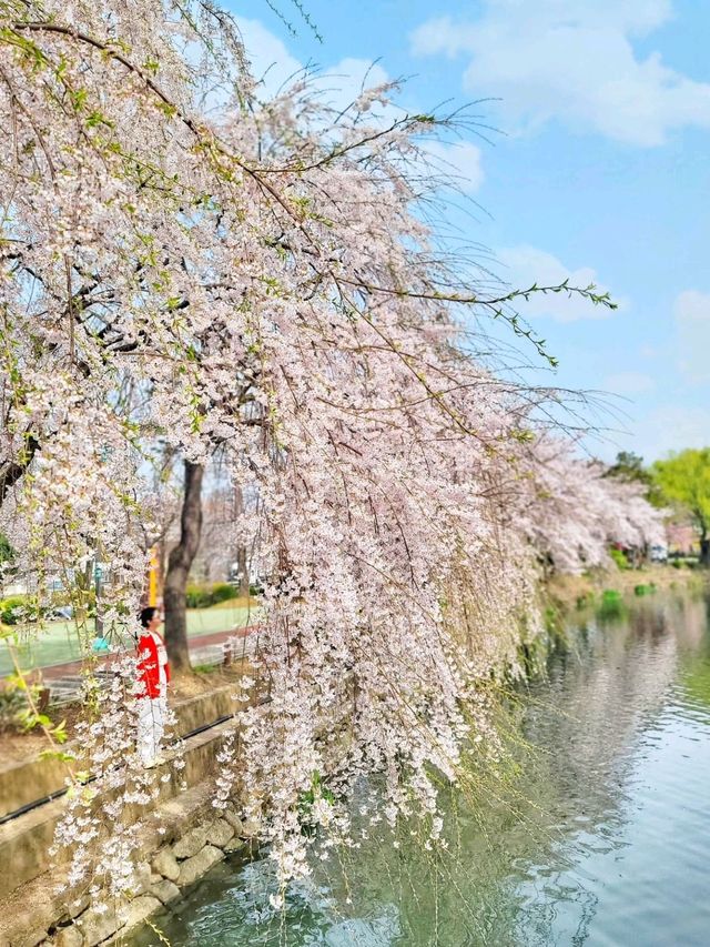 아름다운 벚꽃커튼을 원없이 볼수있는곳🌸