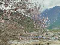 The rare sight of Himalayan cherry blossoms.