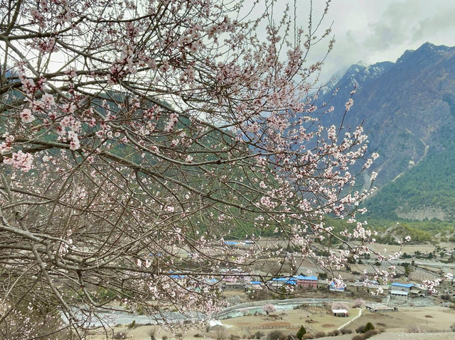 The rare sight of Himalayan cherry blossoms.