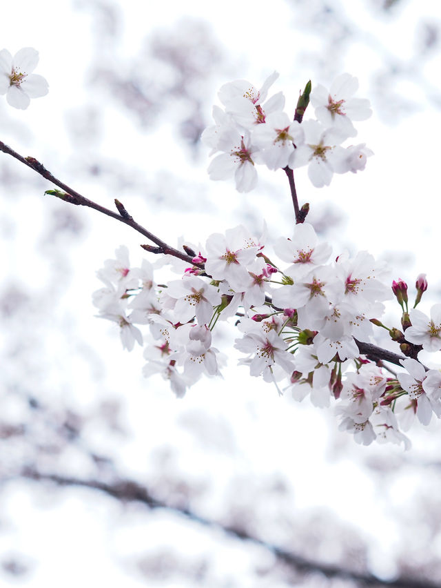 2024年　千鳥ヶ淵の桜！