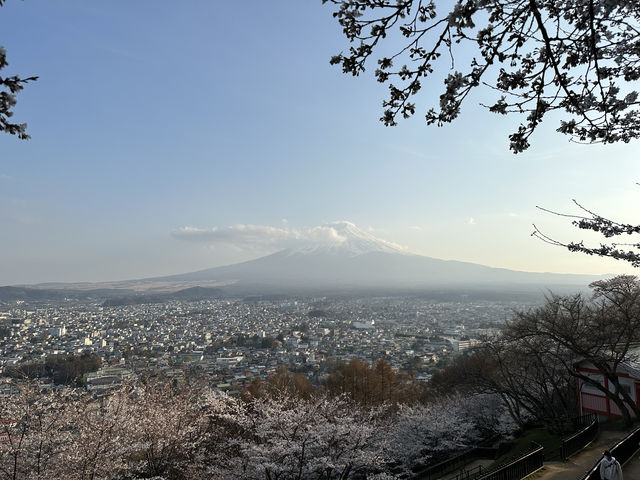 【💮新倉淺間神社💮】日本🇯🇵宣傳照的原模型：富士山🗻、櫻花🌸、五重塔🏯，一張盡收眼簾下。