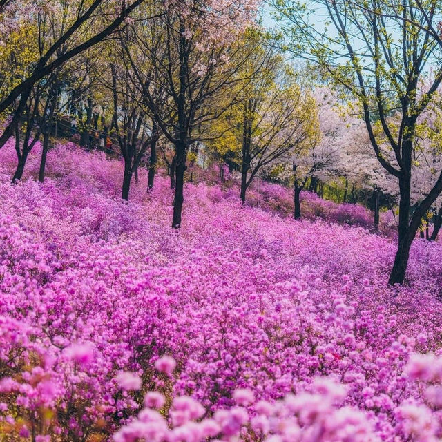 Beautiful Cherry Blossom of Wonmisan Mountain