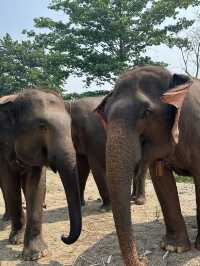 코끼리를 안고 쓰다듬고 씻겨줄수 있다?!🐘치앙마이 커쇼우 코끼리 캠프