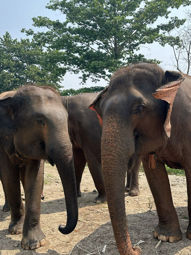 코끼리를 안고 쓰다듬고 씻겨줄수 있다?!🐘치앙마이 커쇼우 코끼리 캠프