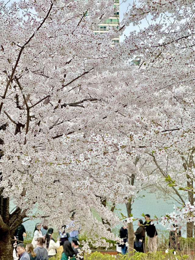 벚꽃축제는 석촌호수에서🌸