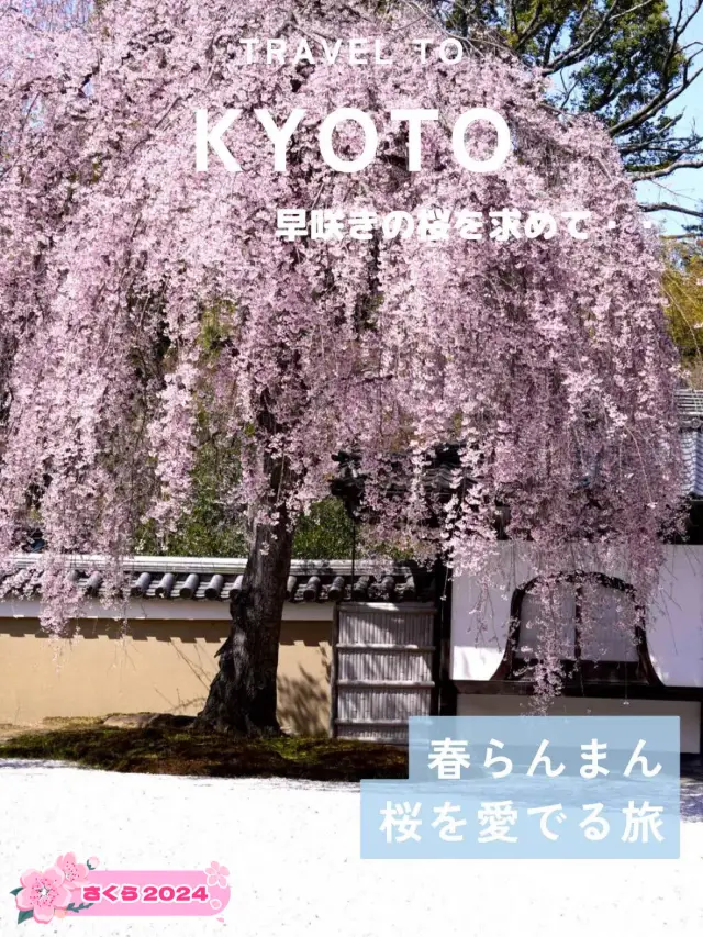 【京都桜を愛でる旅】早咲きの桜を求めて・・