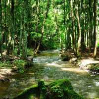 「湖光山色，舟遊豬苗代湖