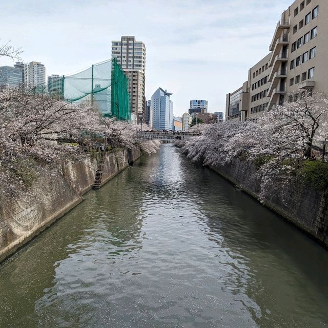 桜満開の目黒川