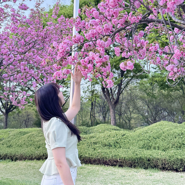 미사경정공원 겹벚꽃 명소 개화시기