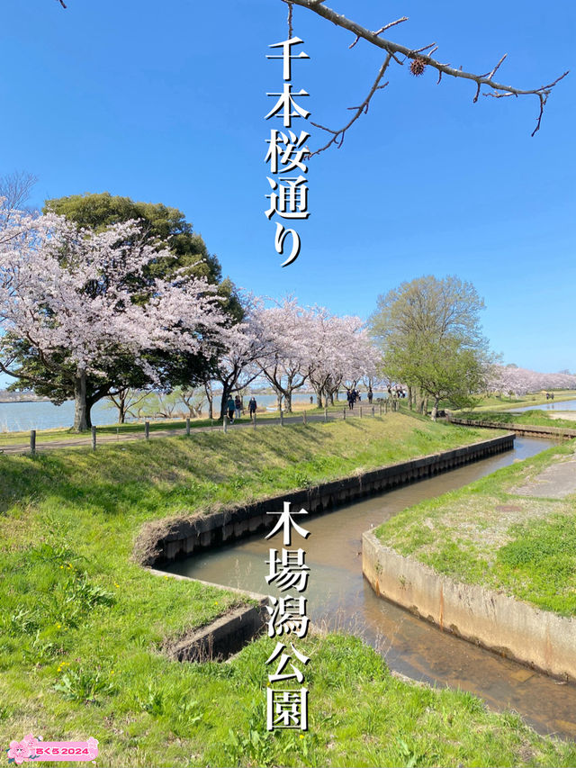 【2024年桜】石川県の木場潟公園