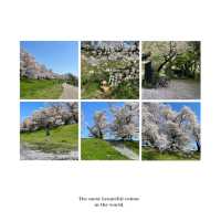 井原堤水邊公園：絢爛櫻花