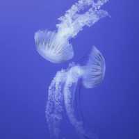 六福村野生動物園：近距離欣賞珍稀動物，親子娛樂的理想去處