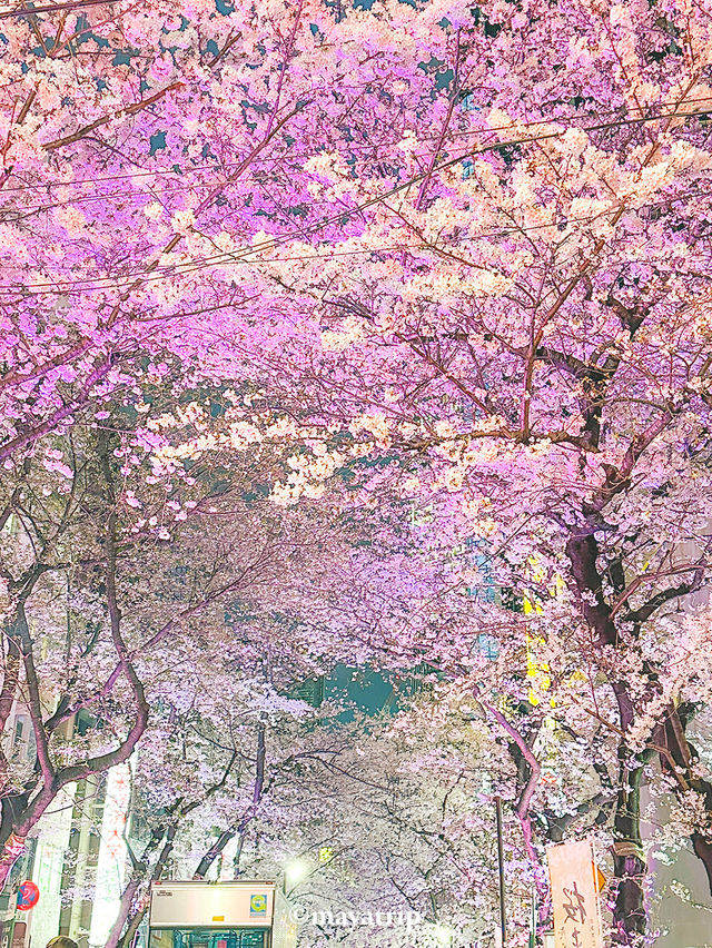 【東京】桜まつり / 色が移り変わるライトアップ