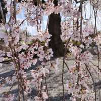 【周林寺】のぼんぼり桜