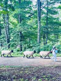 【長野県】白馬岩岳マウンテンリゾートを楽しむ