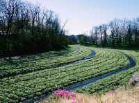 The Wasabi Farm🫶🏻