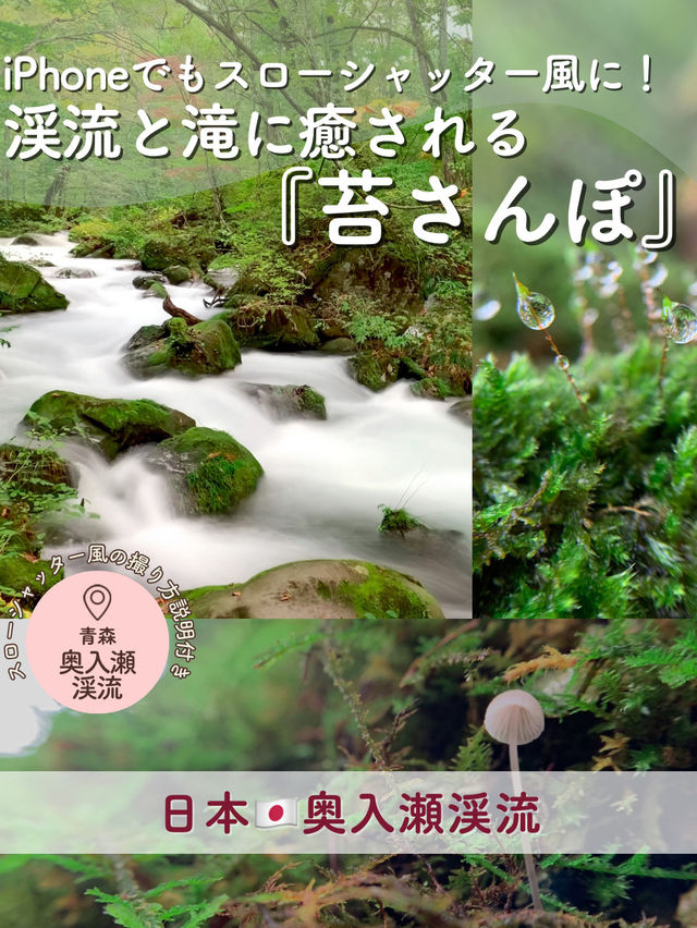 【青森】渓流と多岐に癒される！奥入瀬渓流を『苔さんぽ』