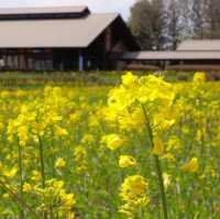 國營陸奧森林湖畔公園賞花