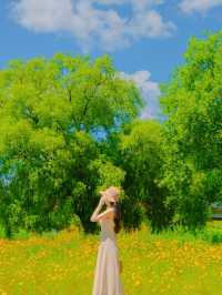 이번 주말, 금계화 막차타러 갈 사람?!!🌼🧡