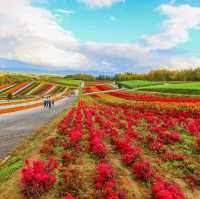 極唯美的彩色花毯 北海道四季彩之丘