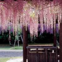 和氣町藤公園紫藤花