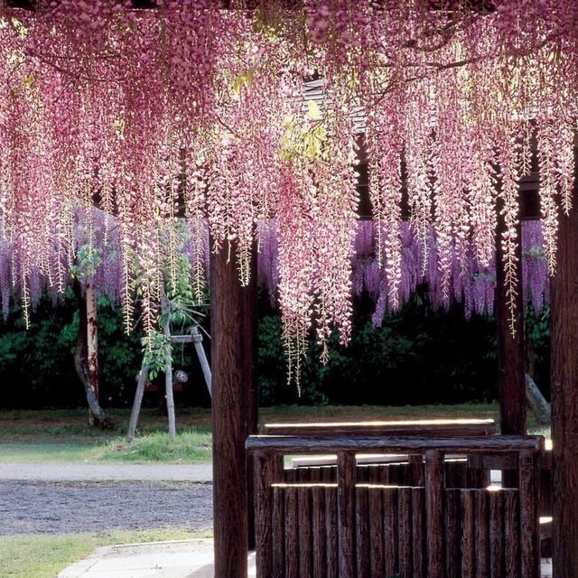 和氣町藤公園紫藤花