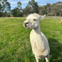 柏木頭牧場：近距離觀賞馬兒