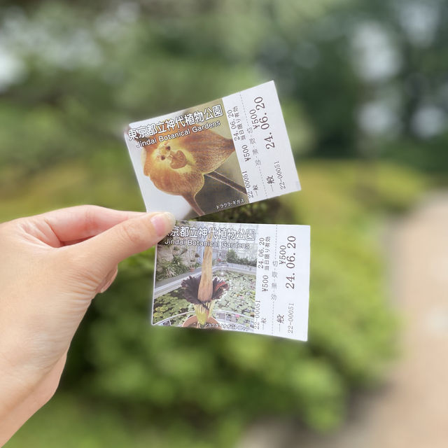 【Tokyo🇯🇵】神代植物公園　あじさいスポット