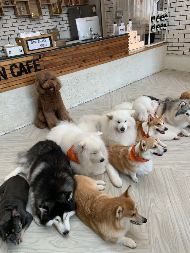 🇹🇭 泰國旅行·體驗感超好的狗狗Cafe